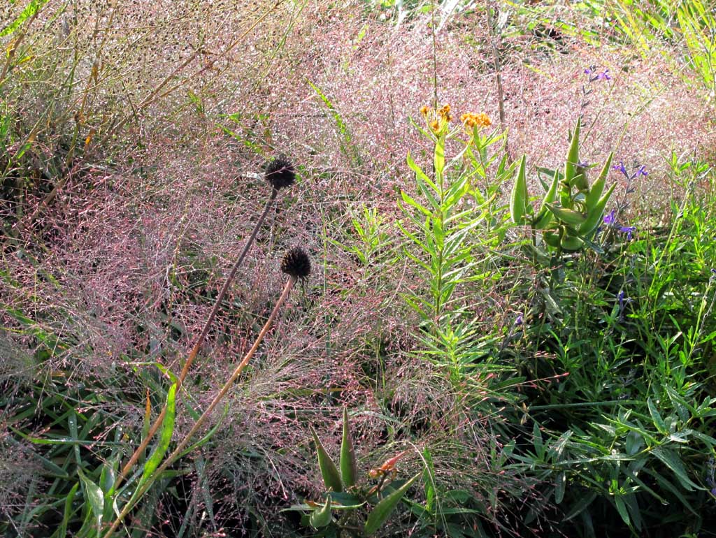 Eragrostis spectabilis mit Echinacea purpurea und Asclepias tuberosa