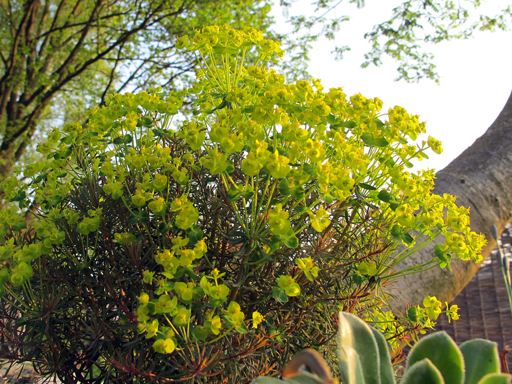 Blüten von Euphorbia cyparissias