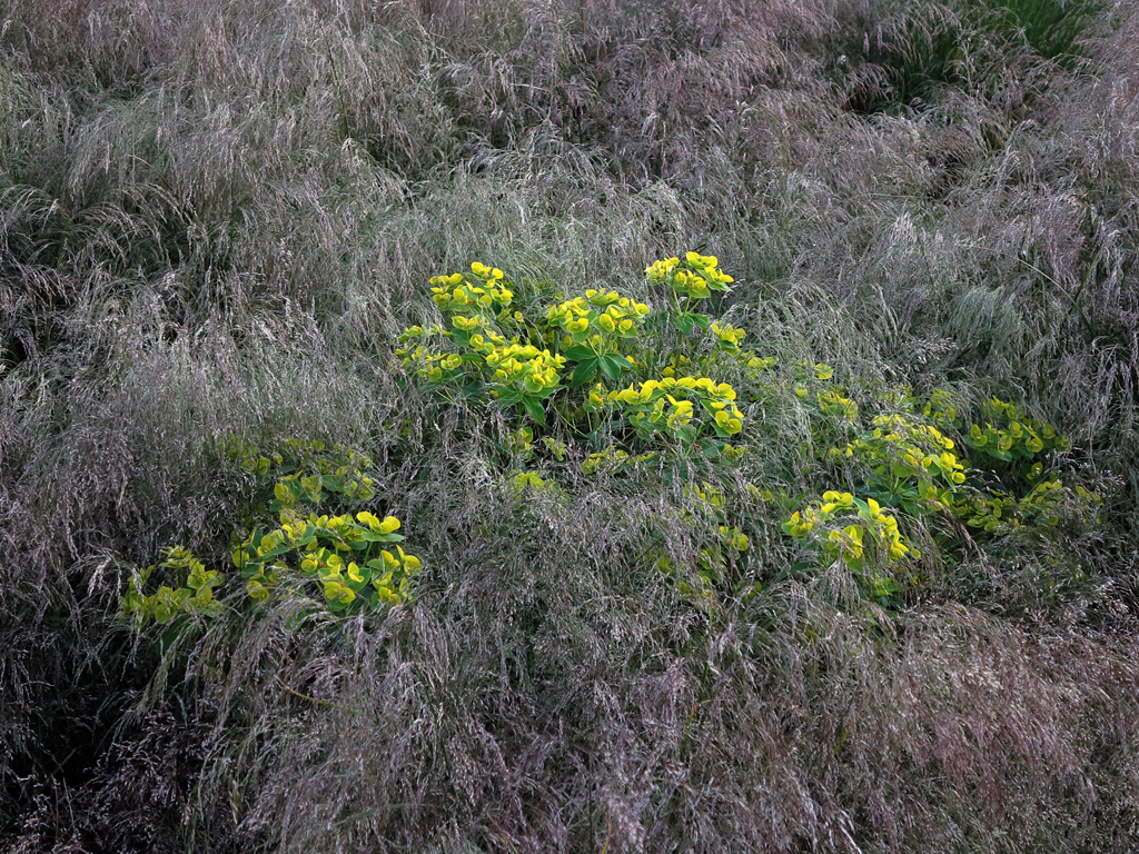 Euphorbia cyparissias 'Fens Ruby' in einem Meer von Deschampsia cespitosa an einem mageren Standort