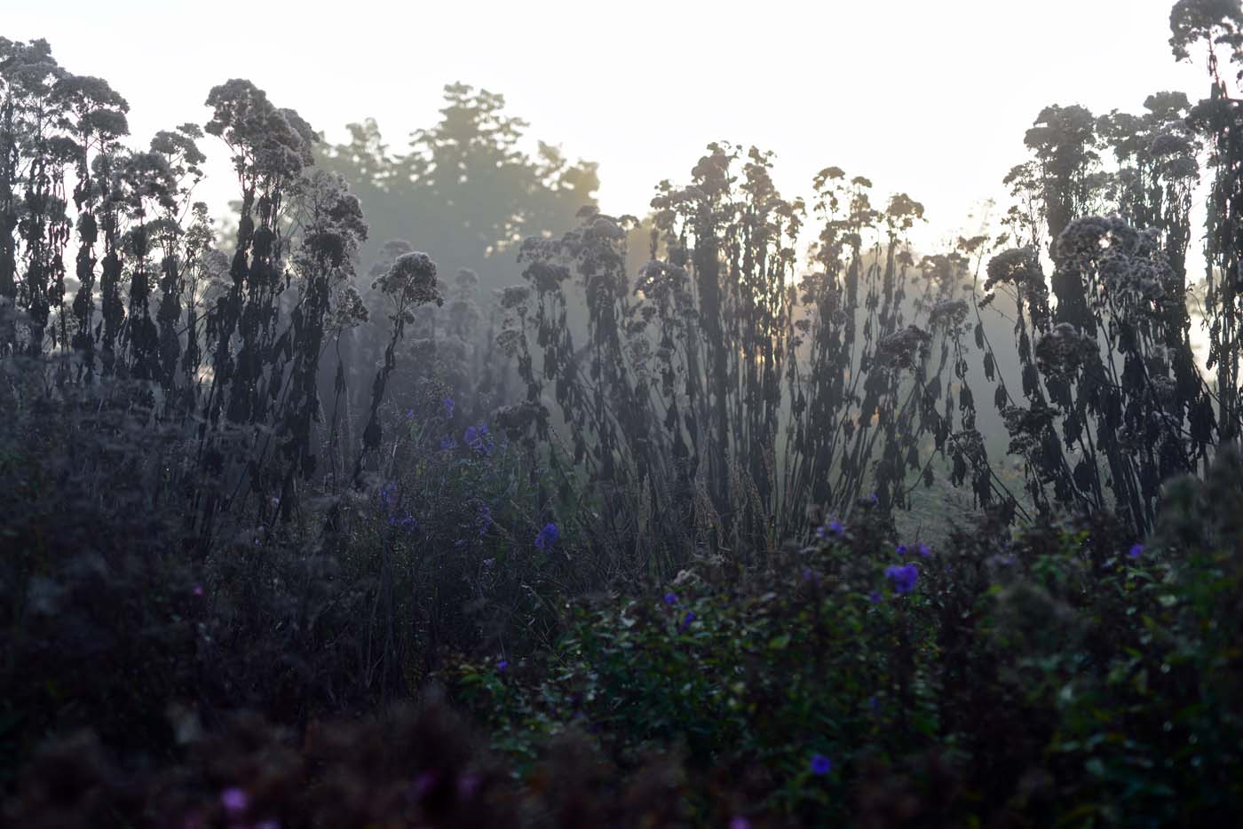 Eutrochium fistulosum mit der späten Blüte von Aconitum carmichaelii var. wilsonii