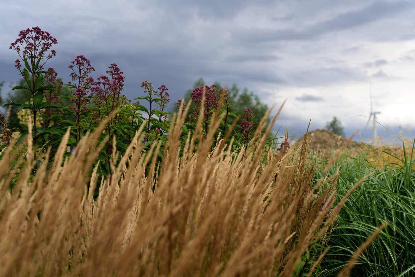 Himmelsstürmer: Eutrochium fistulosum und Calamagrostis acutiflora 'Karl Foerster' Himmelsstürmer: Eutrochium fistulosum und Calamagrostis acutiflora 'Karl Foerster'