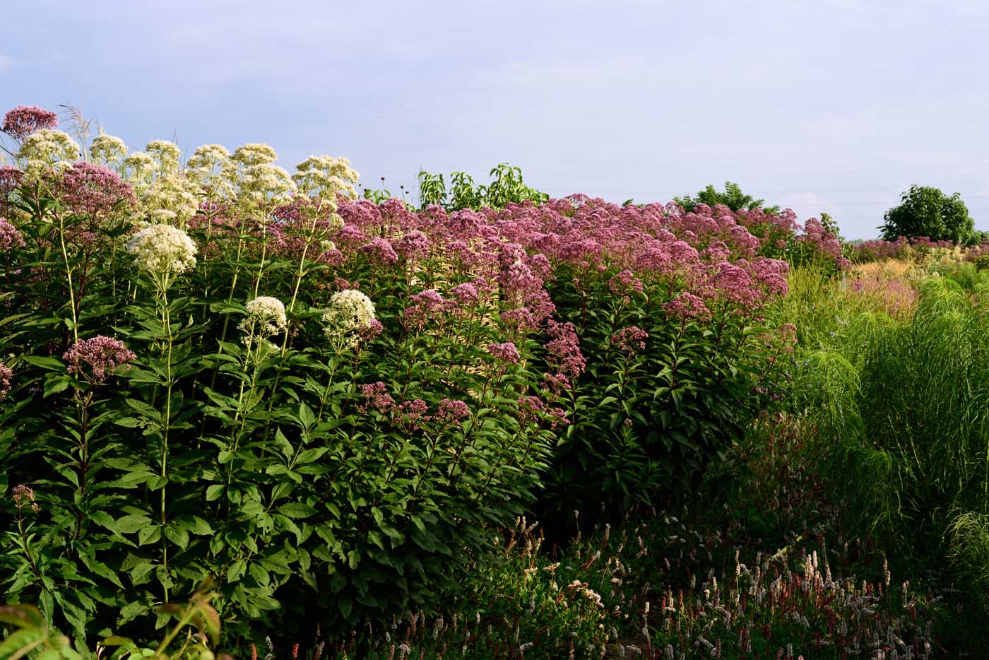 Eutrochium fistulosum 'Glutball' und 'Album', sowie Helianthus salicifolius und Bistorta affinis Eutrochium fistulosum 'Glutball' und 'Album', sowie Helianthus salicifolius und Bistorta affinis