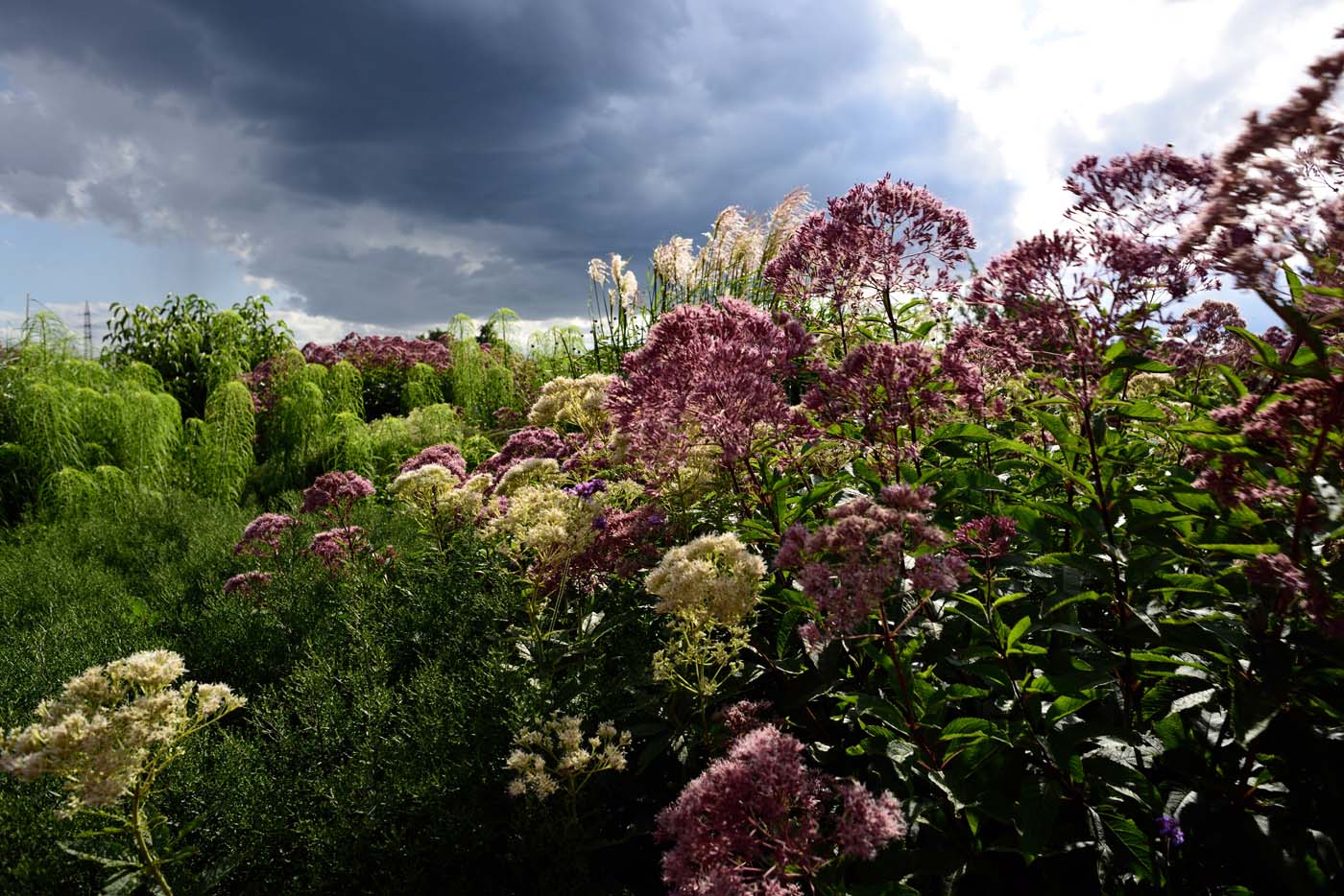 Helianthus salicifolius, Miscanthus sinensis und Eutrochium fistulosum bilden den Rahmen dieser Sichtschutzpflanzung. 