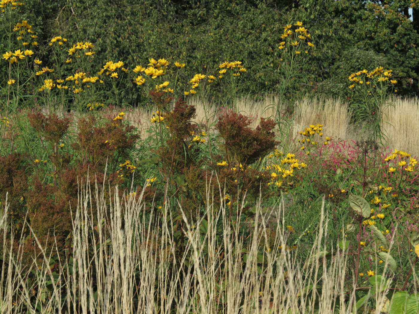 Die Samenstände von Filipendula rubra 'Venusta Magnifica' ziert weit bis in den Winter hinein