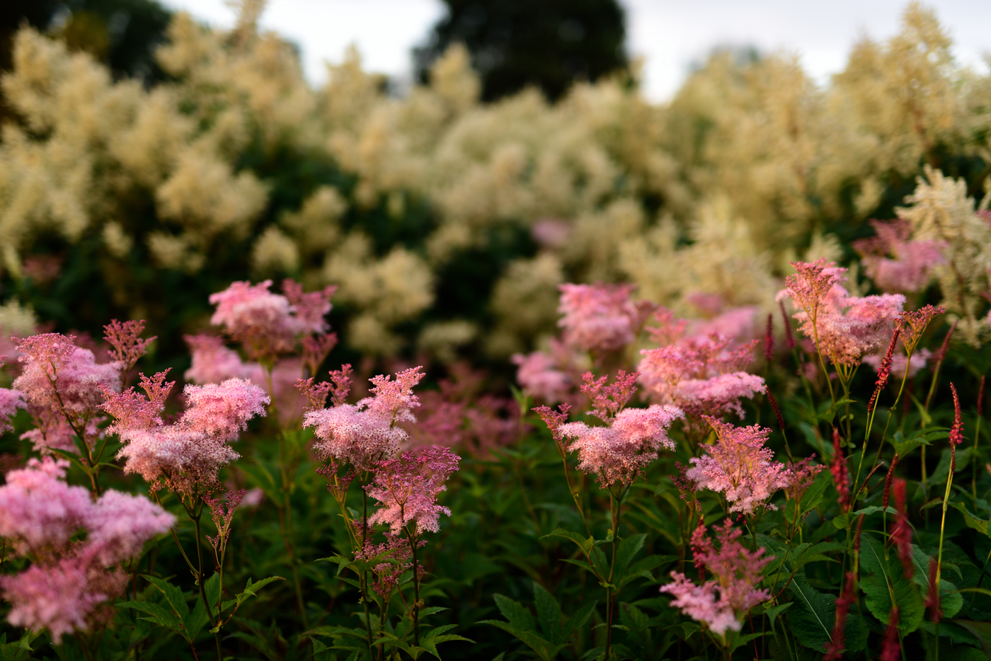 Filipendula rubra 'Venusta Magnifica' vor der Blüte mit Aconogonon sp. 'Johanniswolke'