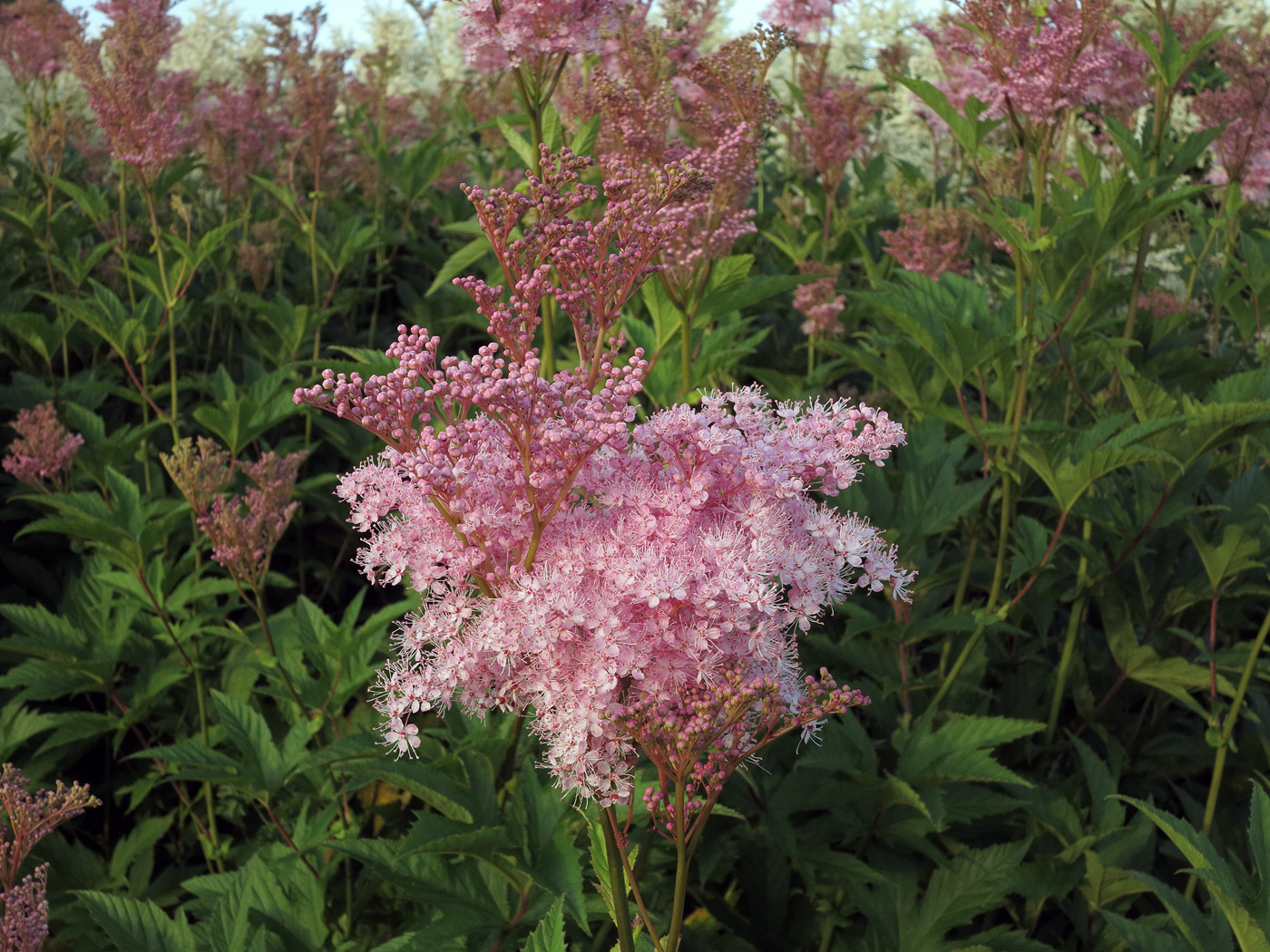 Einzelner Blütenstand von Filipendula rubra 'Venusta Magnifica'