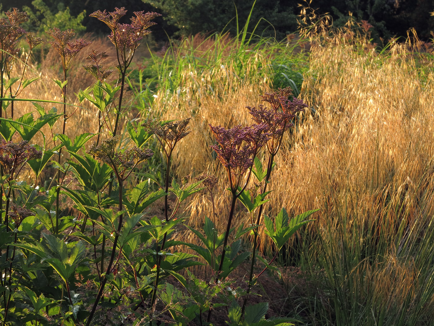 Filipendula rubra 'Venusta Magnifica' im Aufblühen mit Stipa gigantea