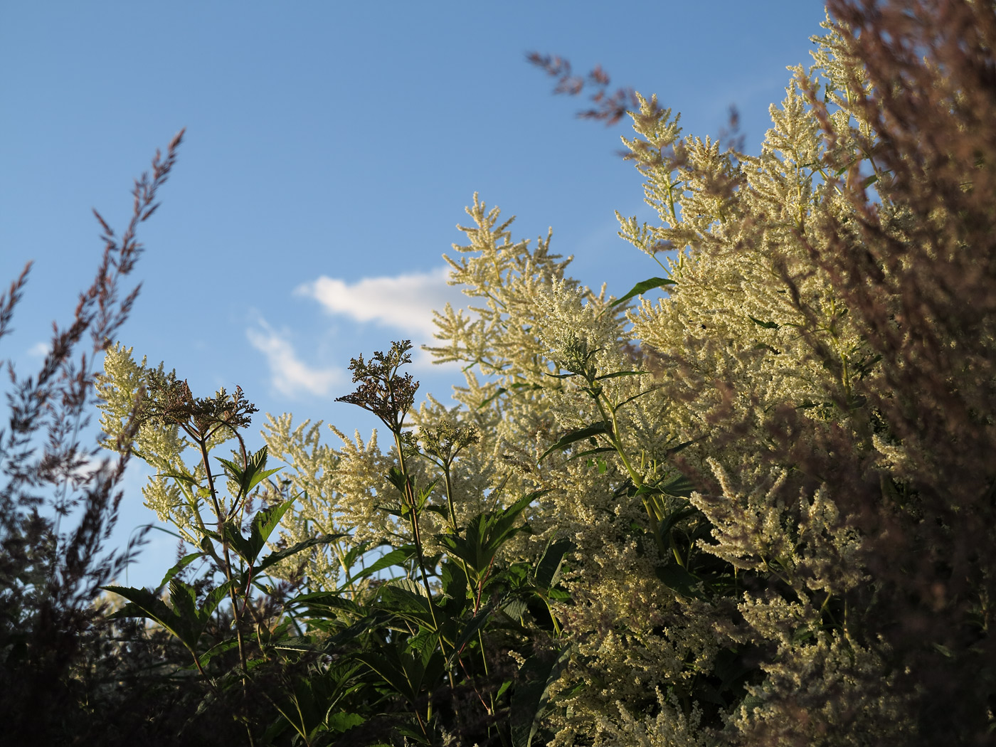 Filipendula rubra 'Venusta Magnifica' kurz vor der Blüte