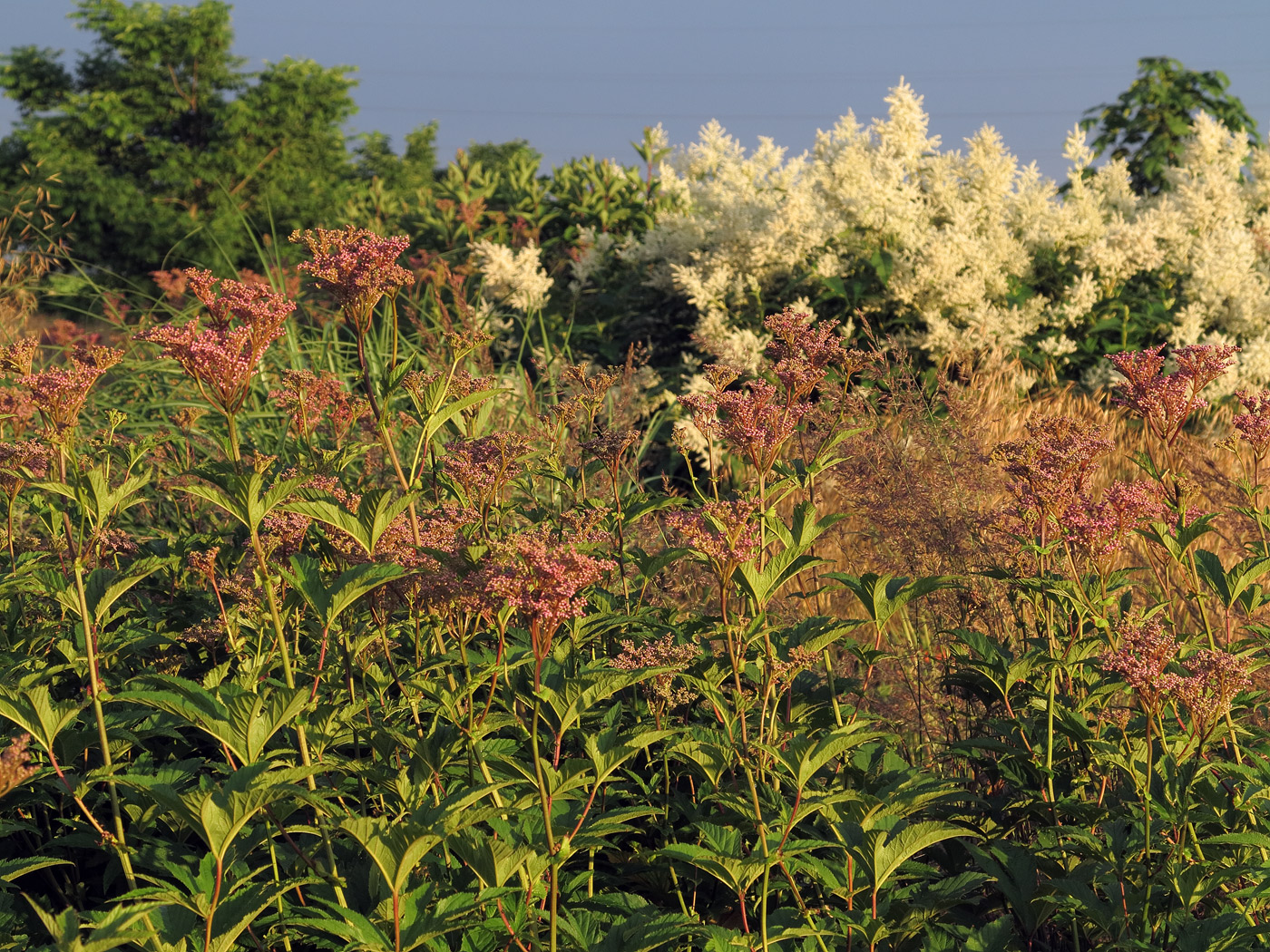 Abendstimmung mit Filipendula rubra 'Venusta Magnifica