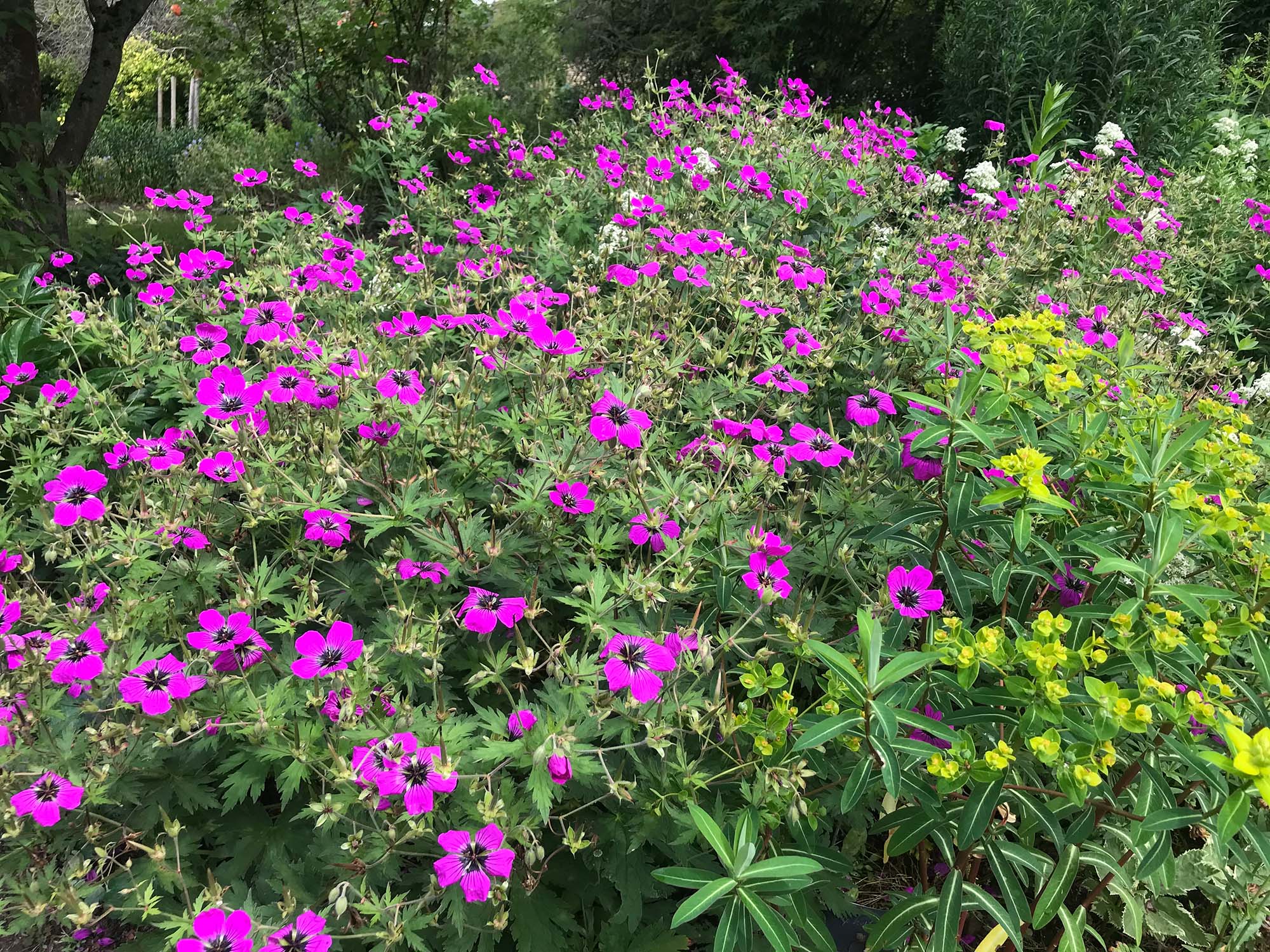 Die Geranium psilostemon-Hybride 'Freies Alst' blüht den ganzen Sommer und kann auf einen Rückschnitt gut verzichten.