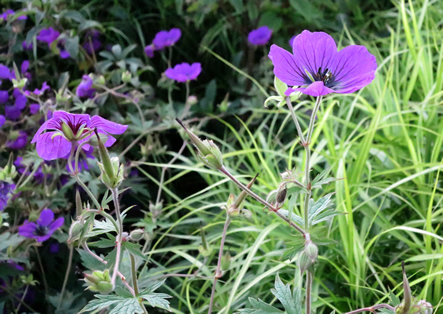 Geranium psilostemon 'Freies Alst' neben Carex muskingumensis