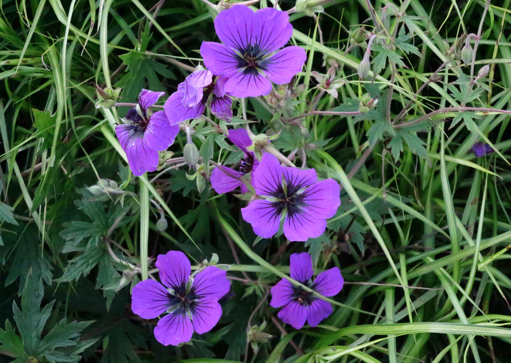 Das Auge von Geranium psilostemon 'Freies Alst' ist geteilt.