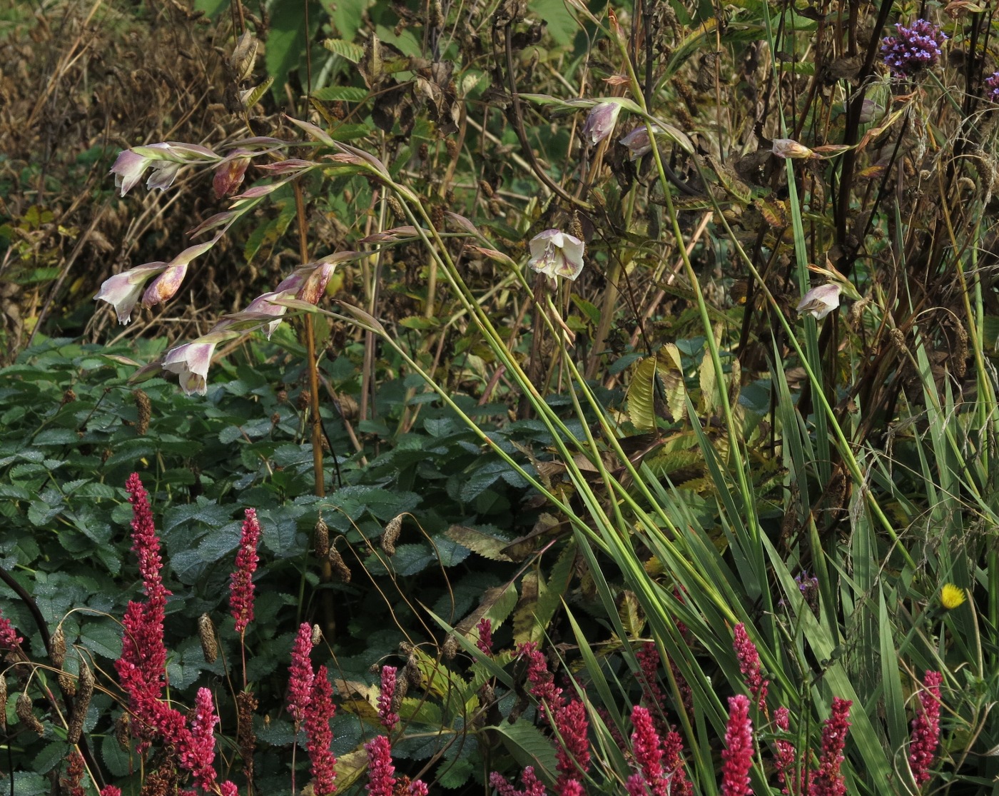 Gladiolus papilio in Bistorta affinis