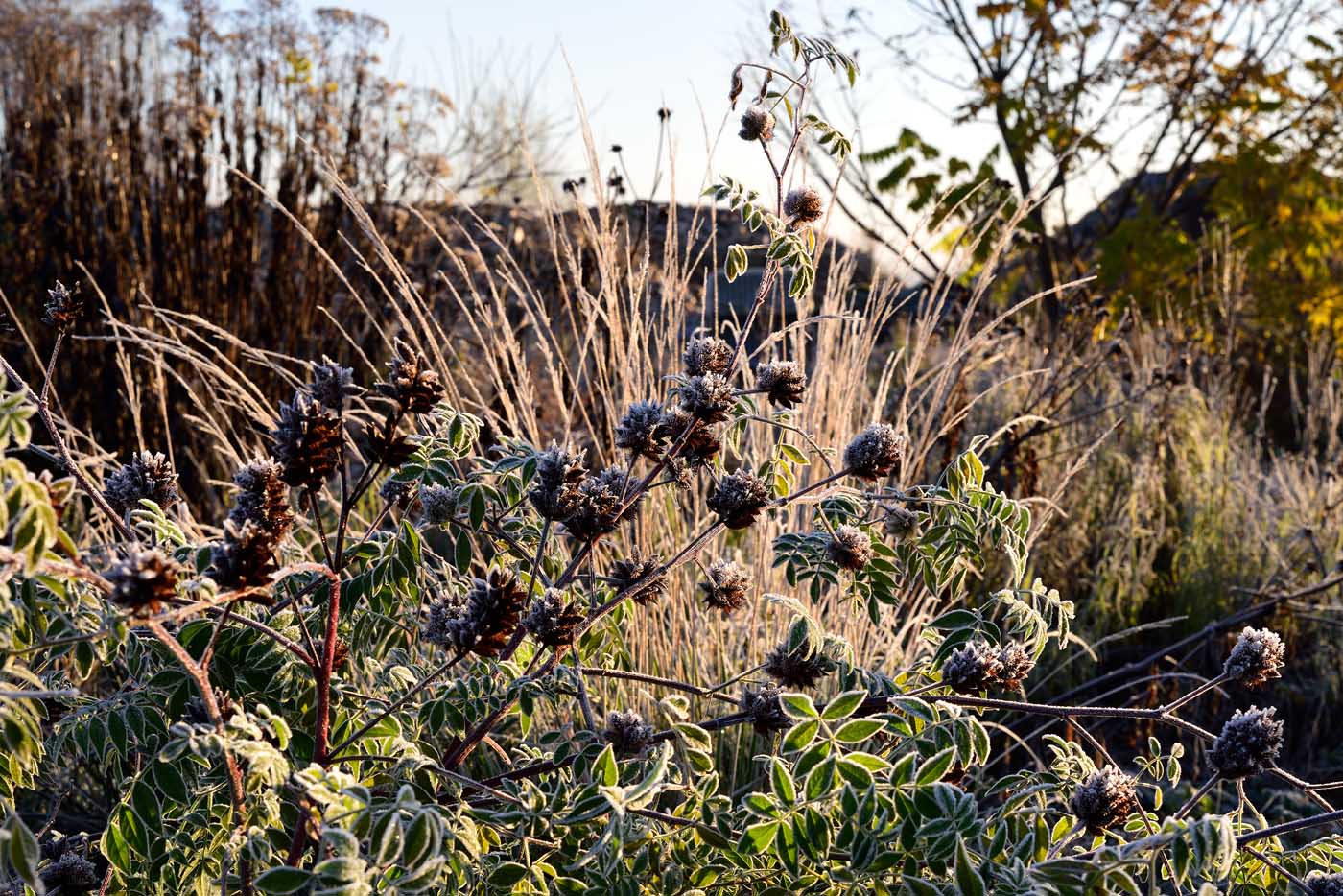 Austrieb von Glycyrrhiza yunnanensis in eine Matrix aus Deschampsia cespitosa Austrieb von Glycyrrhiza yunnanensis in eine Matrix aus Deschampsia cespitosa