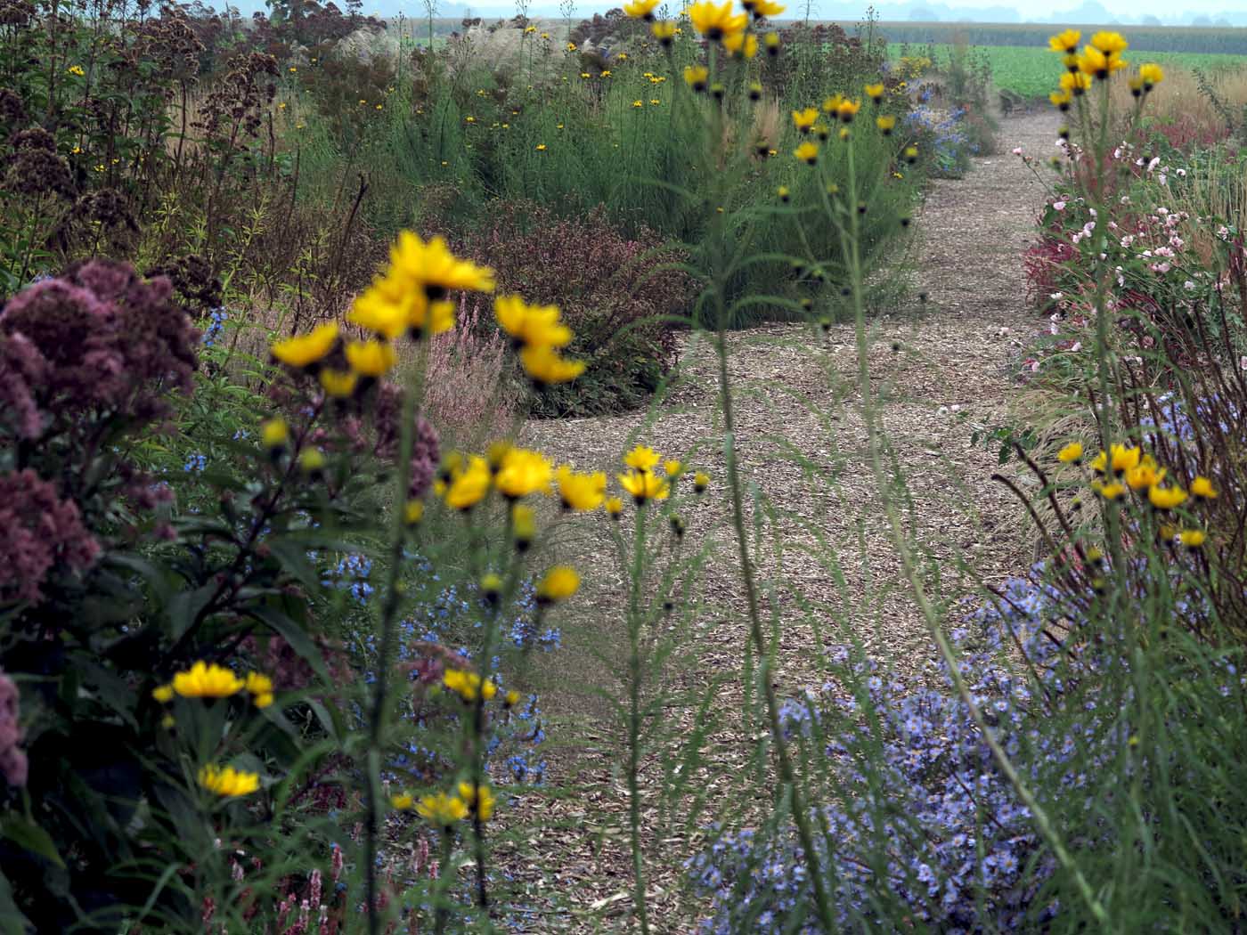 Ein schöner Aspekt von Helianthus salicifolius ist die Transparenz, die auch bei flächiger Verwendung erhalten bleibt.