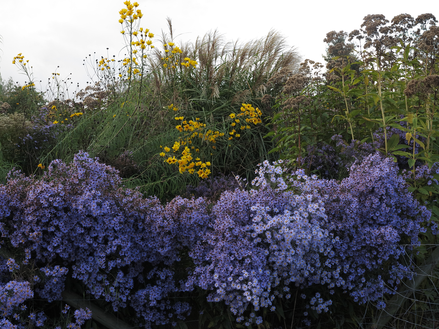 Helianthus salicifolius in Blüte mit Symphyotrichum cordifolium (Aster cordifolius) 'Little Carlow'