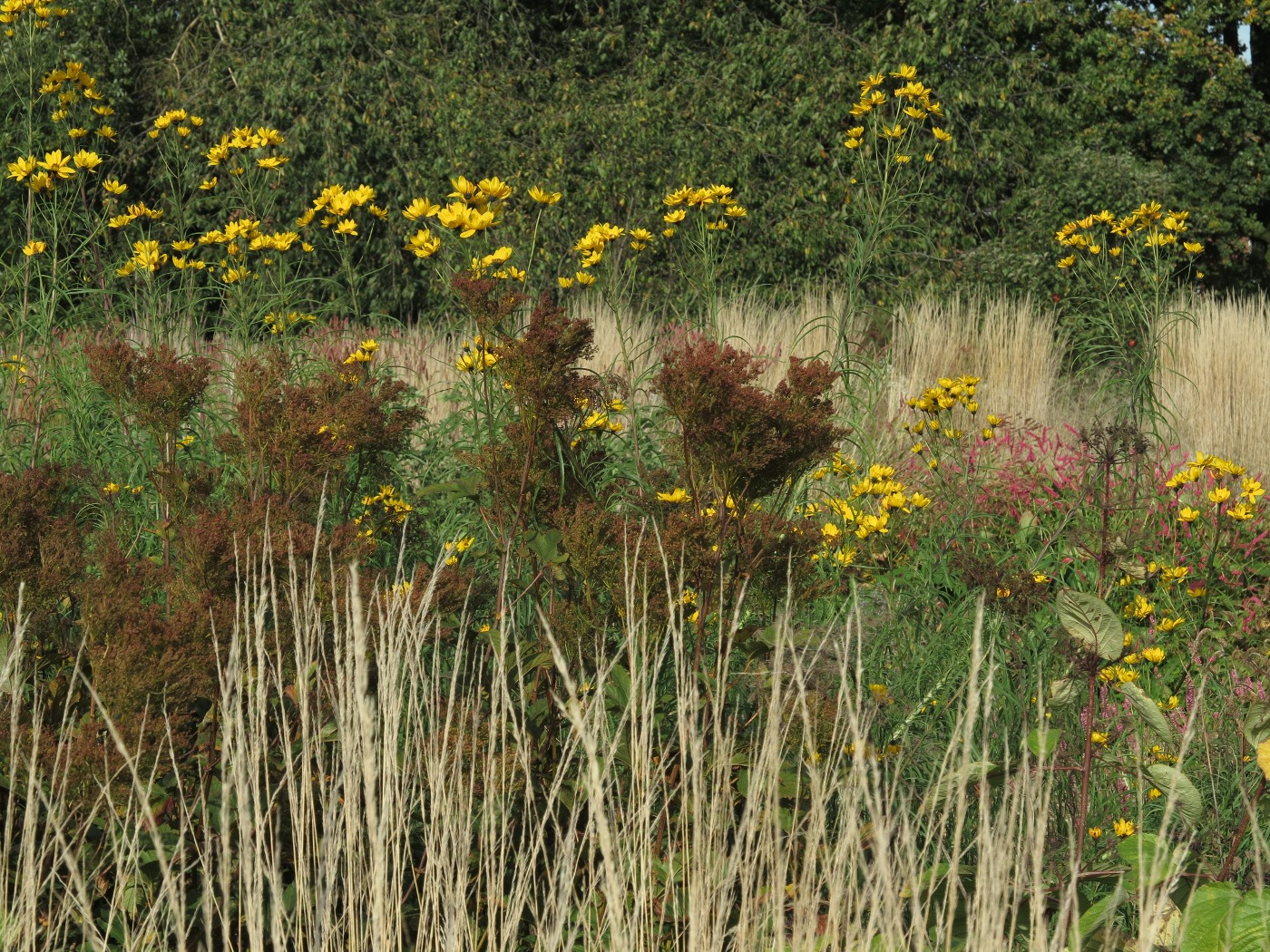 Helianthus salicifolius vor Calamagrostis acutiflora und der Baumgruppe, im Vordergrund die verblühten Samenstände von Filipendula rubra 'Venusta Magnifica'