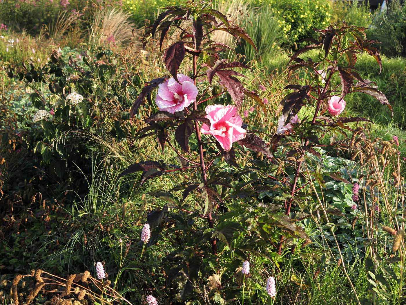 Hibiscus moscheutos 'Summer Storm' in einer sehr frischen Wiese