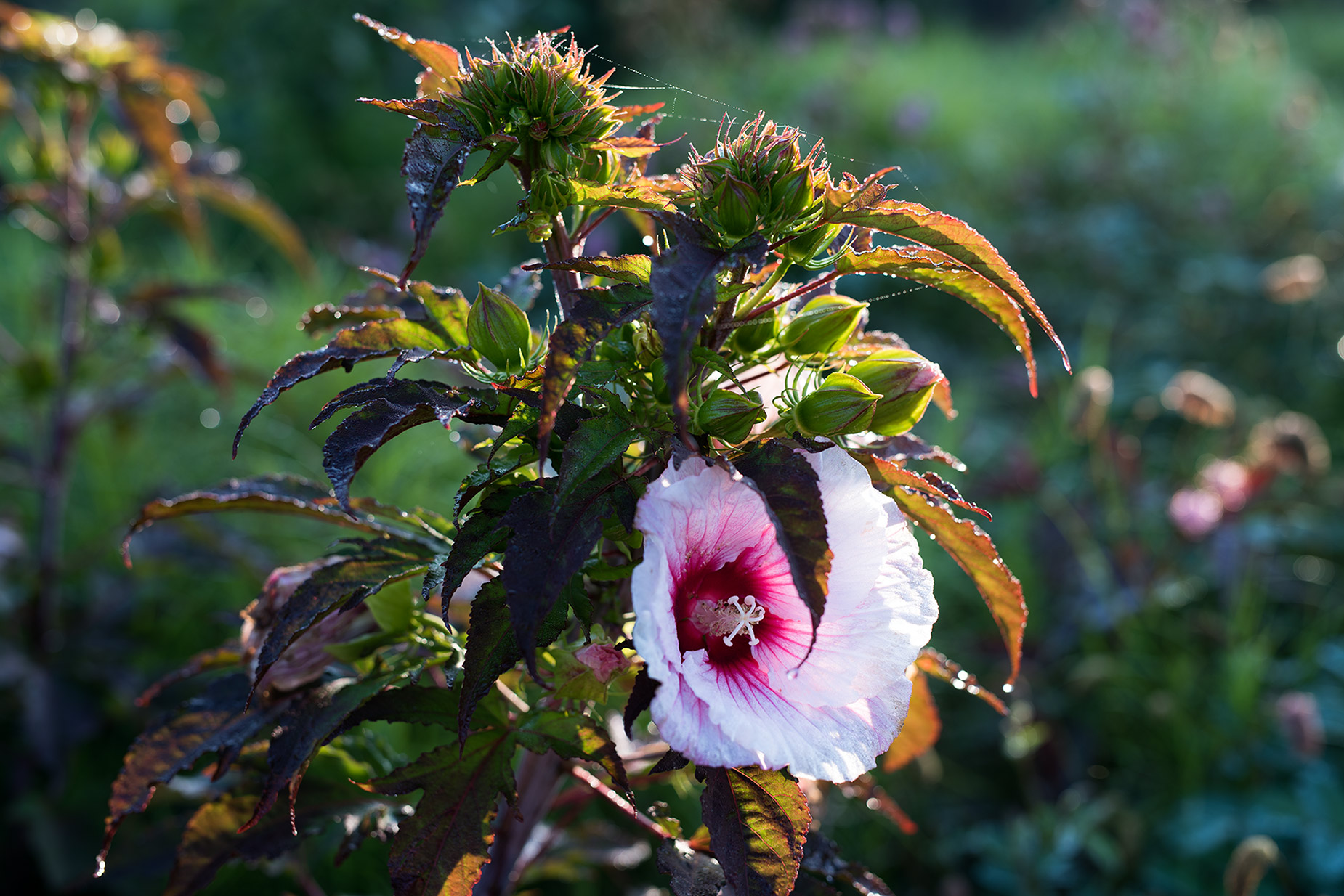 Hibiscus moscheutos 'Summer Storm'