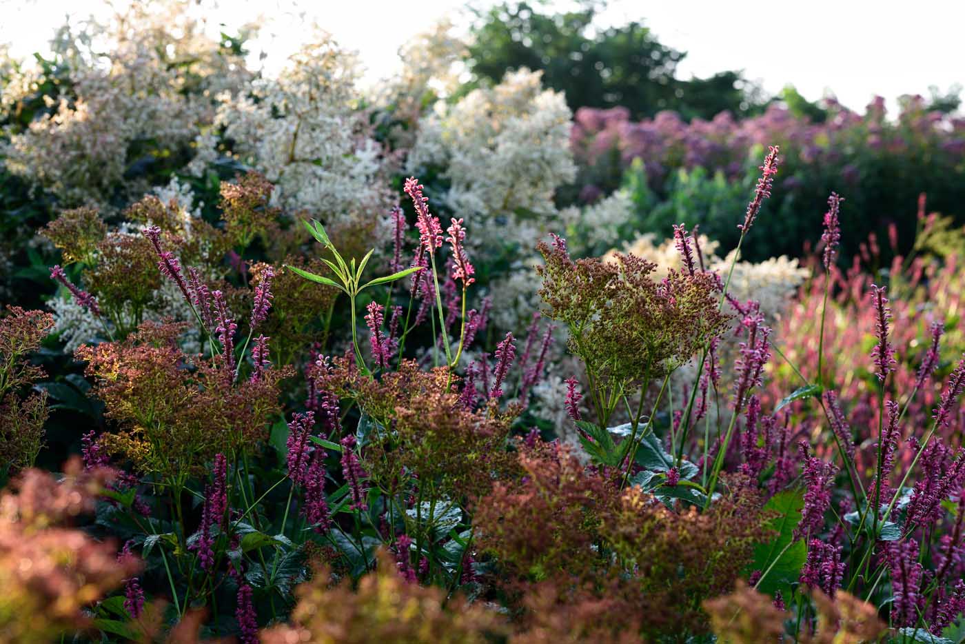 Hoher Staudenmix mit Aconogonon sp. 'Johanniswolke', Filipendula rubra 'Venusta Magnifica' zu Bistorta amplexicaulis und Salvia uliginosa als einzelner grüner Trieb in der linken Bildmitte