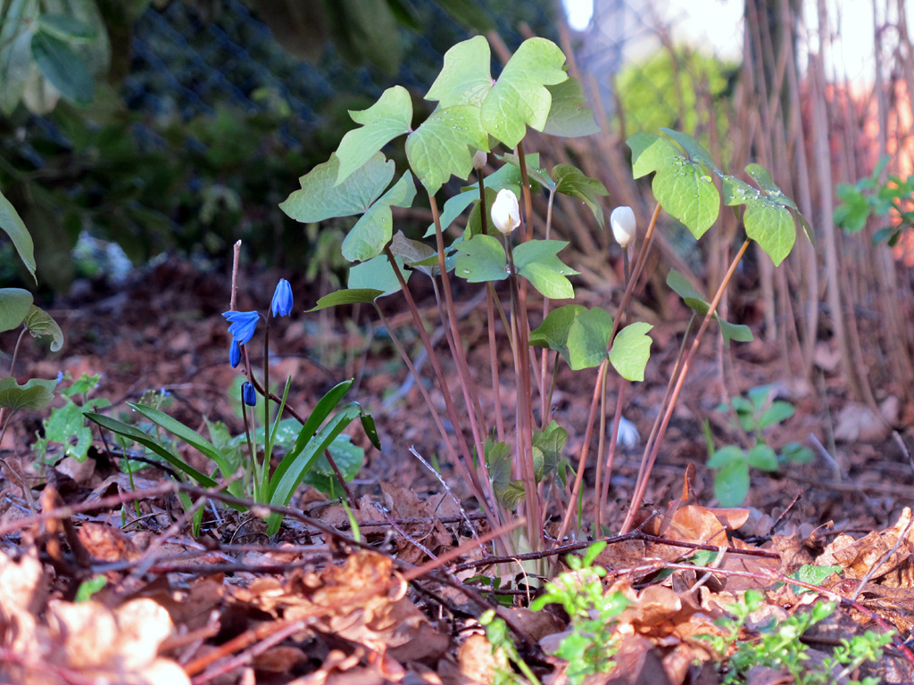 Erste Blüten von Jeffersonia diphylla, Herzblattschale, Zwillingsblatt neben Scilla siberica