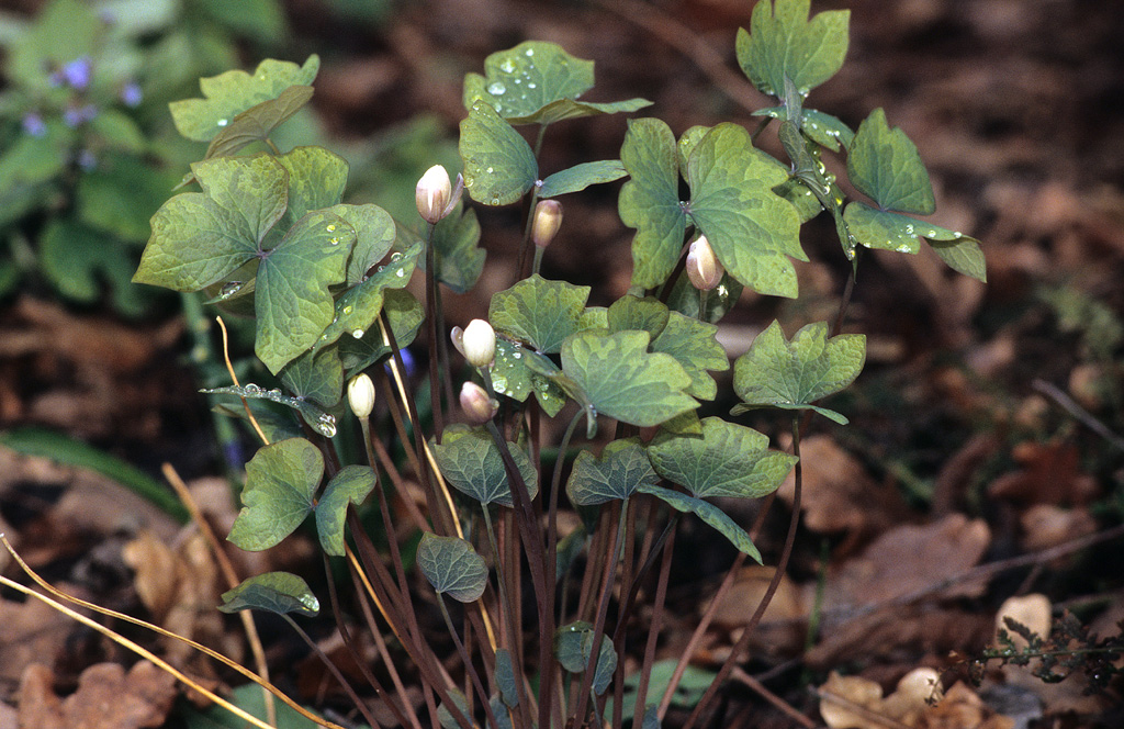 Jeffersonia diphylla, Mutterpflanze