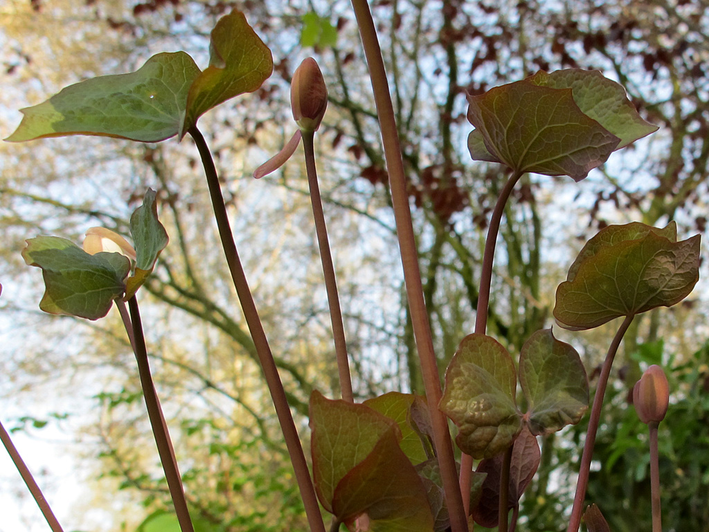 Jeffersonia diphylla aus der Perspektive der Armeisen, die ihre Samen ab Juni im Garten verteilen.