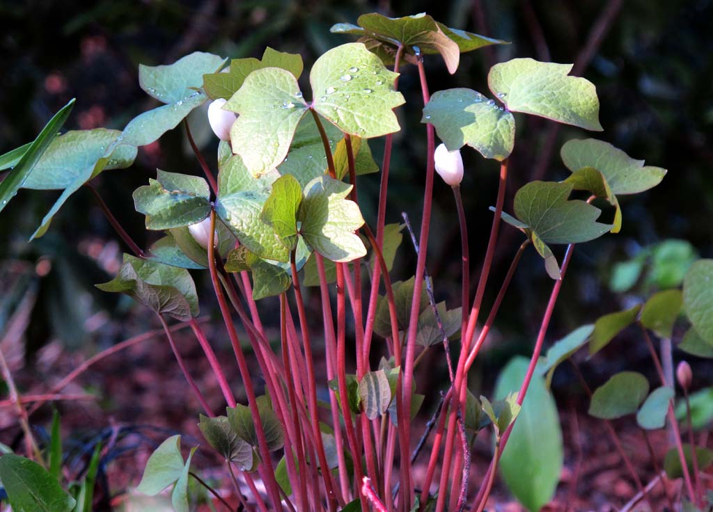 Blüte von Jeffersonia diphylla