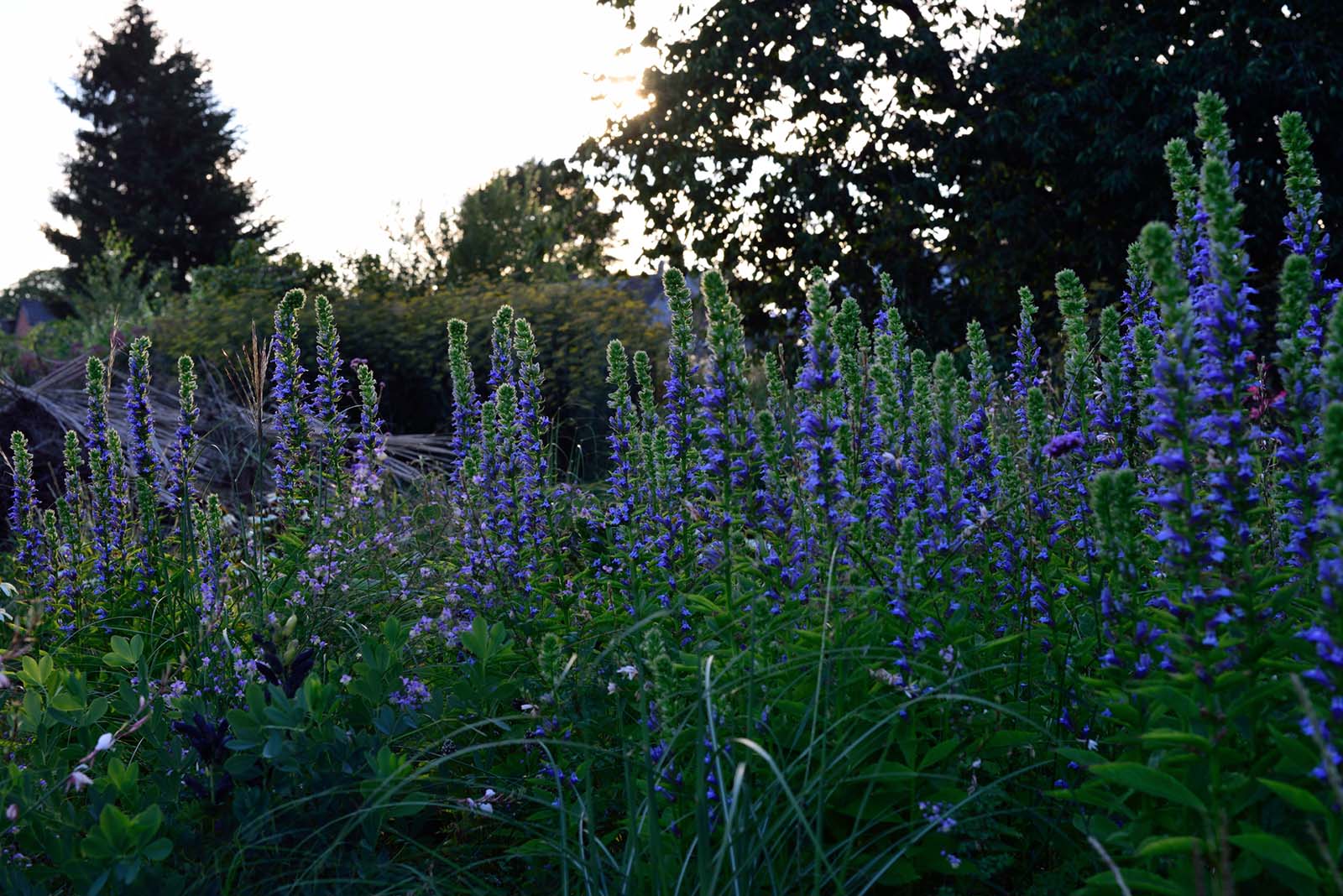 Blüte von Lobelia siphilitica in der Abendsonne