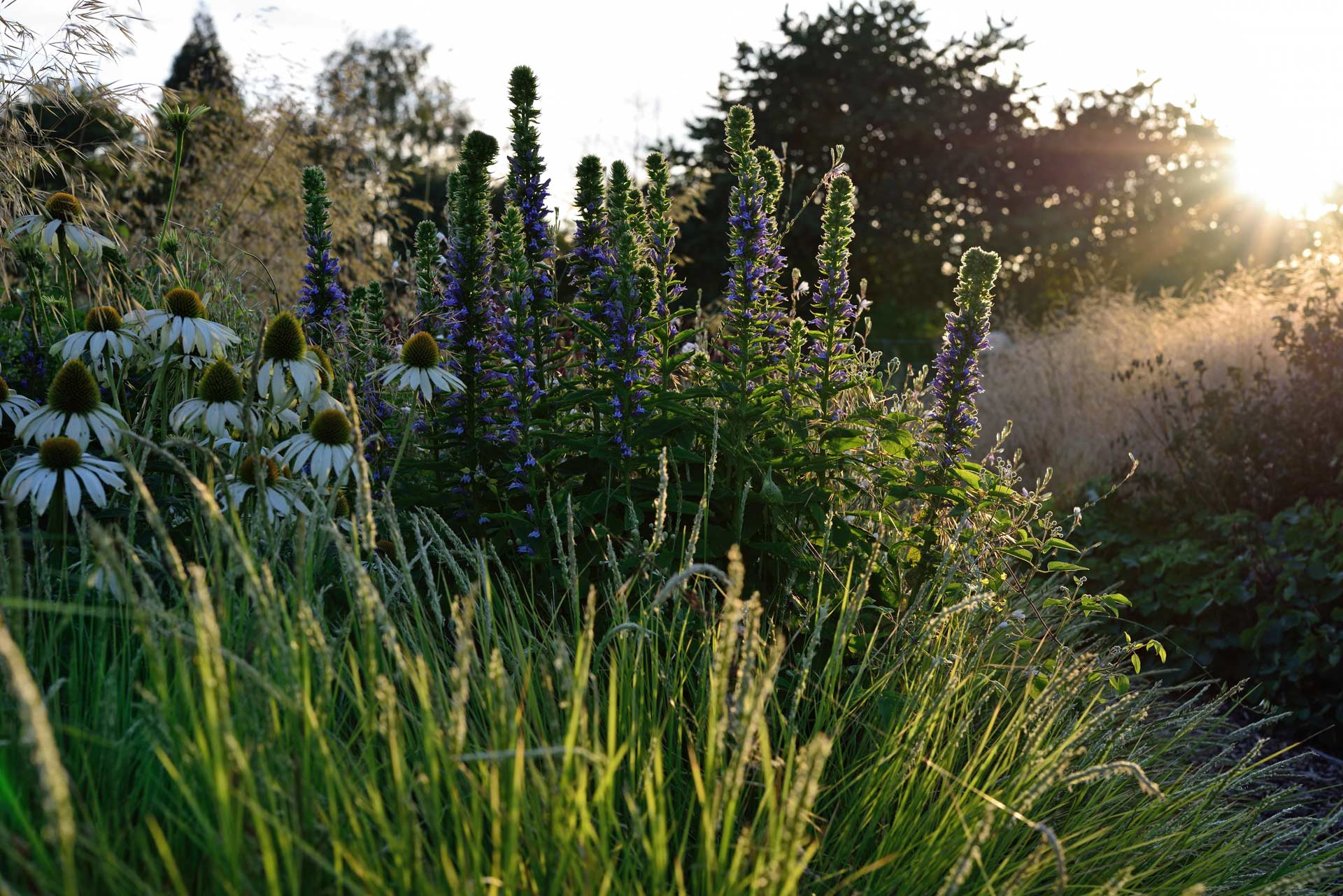 Echinacea purpurea, Sesleria autumnalis und Lobelia siphilitica Echinacea purpurea, Sesleria autumnalis und Lobelia siphilitica