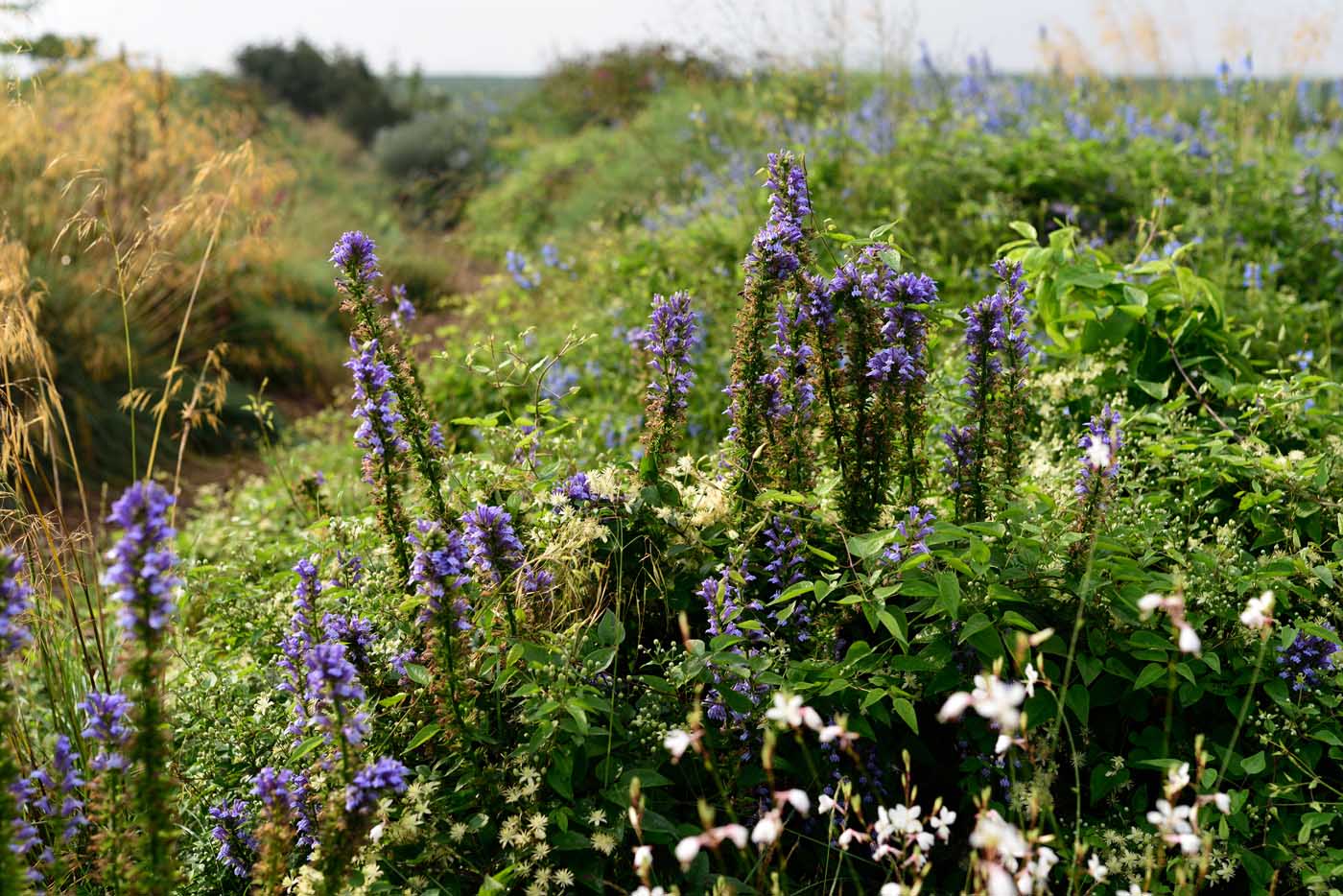 Lobelia siphilitica, Clematis x jouiniana 'Praecox', Gaura lindheimeri und Salvia uliginosa