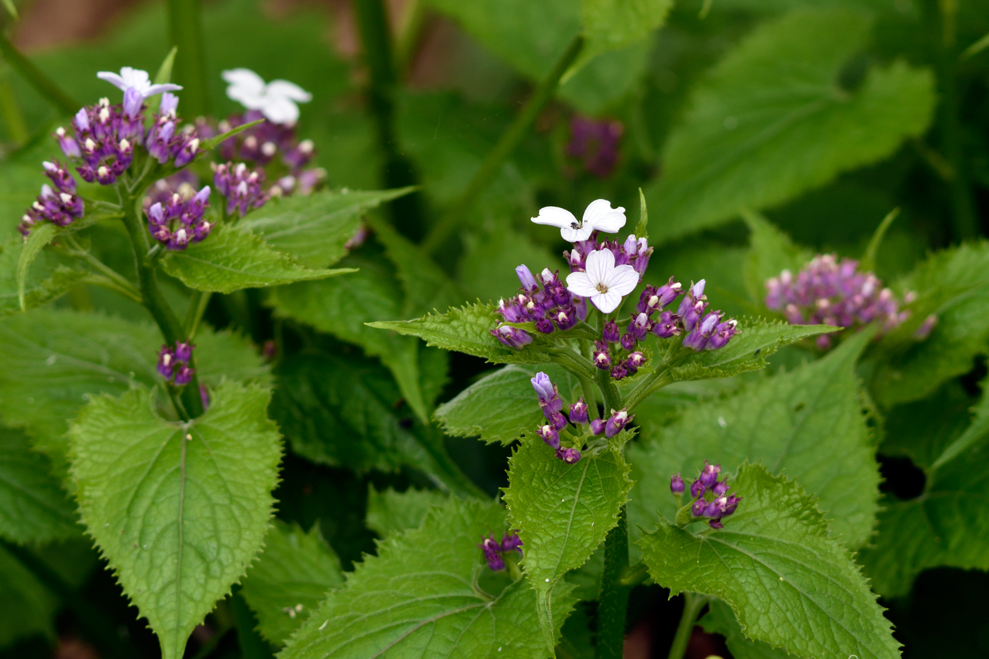 Die kräftige Farbe der Knospen verliert die Blüte von Lunaria rediviva