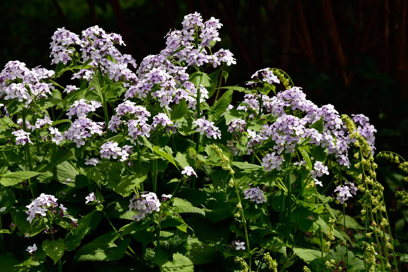 Tuff von Lunaria rediviva, Ausdauerndes Silberblatt, Mondviole