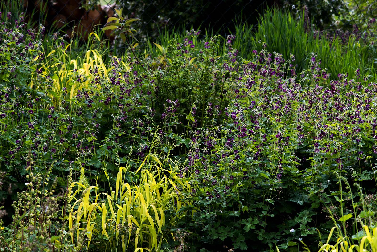 Locker eingestreute Milium effusum 'Aureum' zwischen Tellima grandiflora und Sämlingen von Geranium phaeum