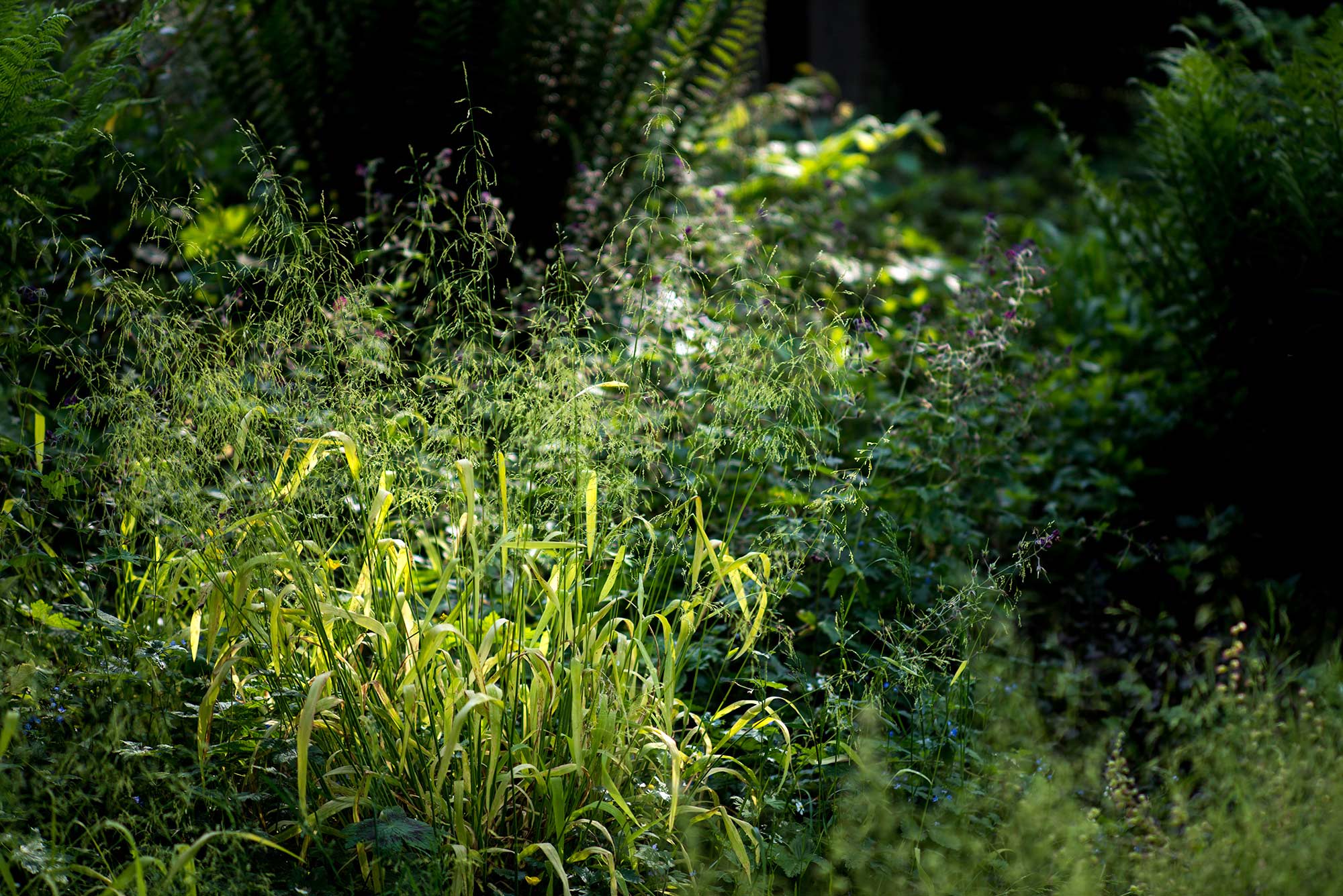 Milium effusum 'Aureum' zwischen Farnen und Falscher Alraunwurzel, Tellima grandiflora