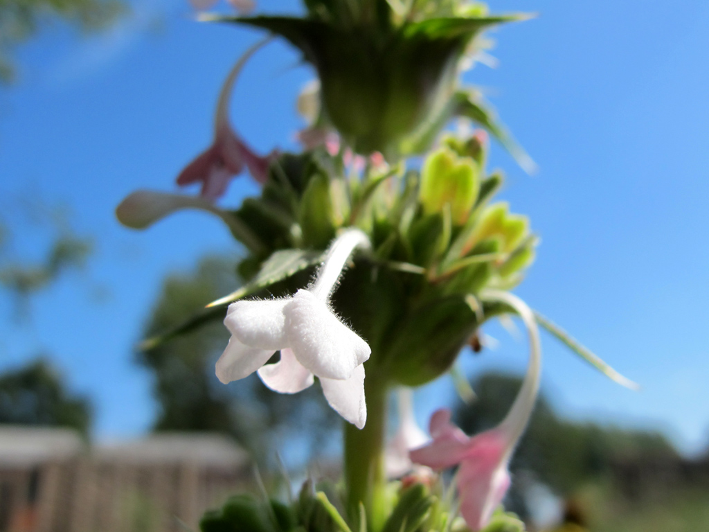 Die Blüte von Morina longifolia verfärbt sich von weiß nach kaminrot