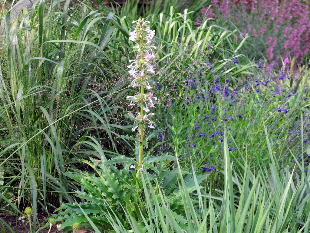 Morina longifolia neben Eragrostis trichodes, Salvia greggii und Agastache mexicana