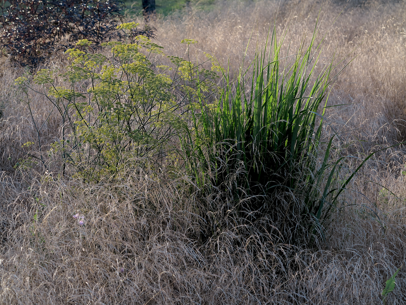 Foeniculum vulgare 'Rubrum' und Panicum virgatum 'Northwind' in einem Meer von Deschampsia cespitora und vorne Eragrostis curvula