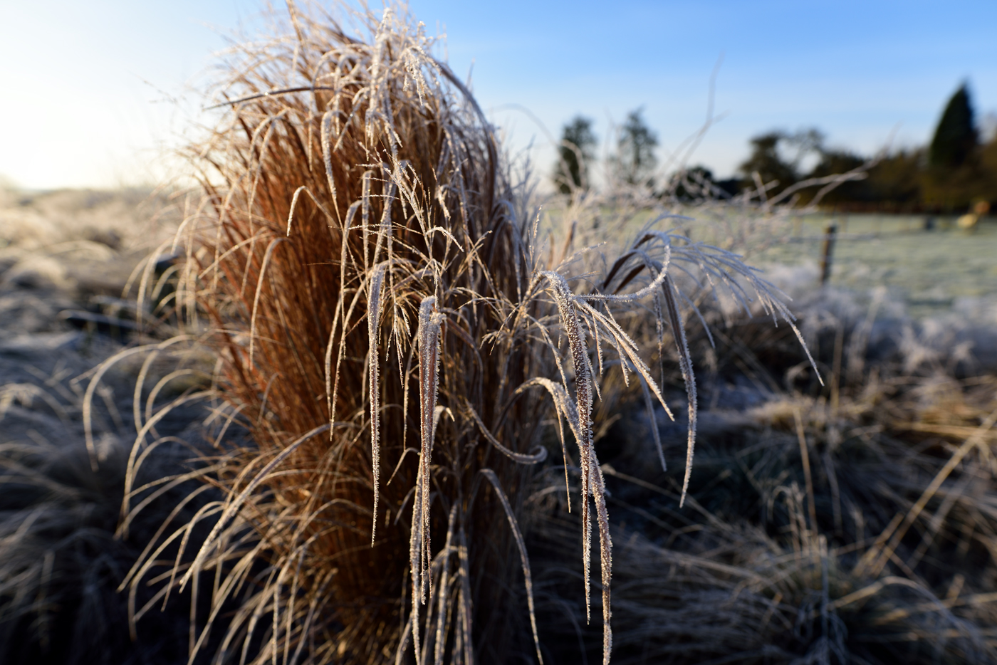 Panicum virgatum 'Northwind' mit Raureif