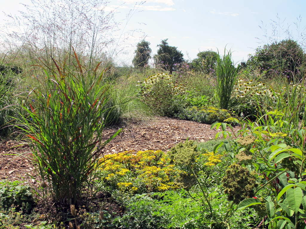 Panicum virgatum 'Northwind' mit Raureif