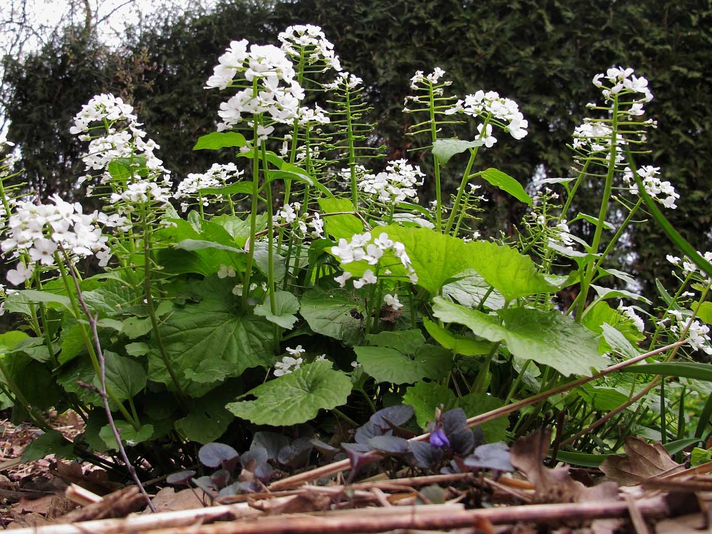 Das Scheinschaumkraut (Pachyphragma macrophyllum) bildet an zusagenden Standorten große Bestände, die einmal eingewachsen auch extreme Sommer überstehen.