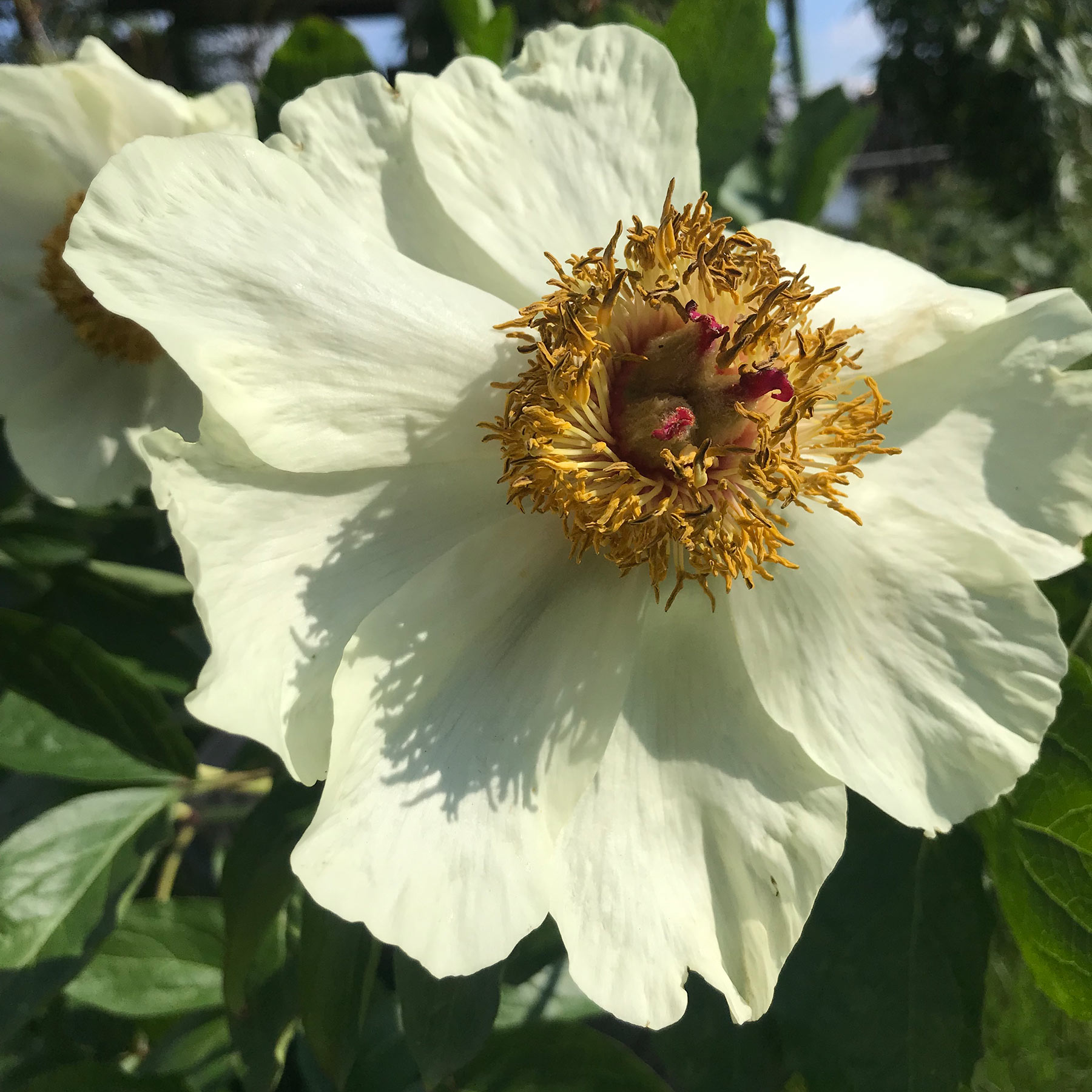 Paeonia 'Quad' Blüte fortgeschritten