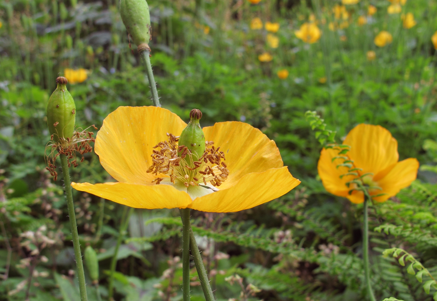 Papaver cambricum