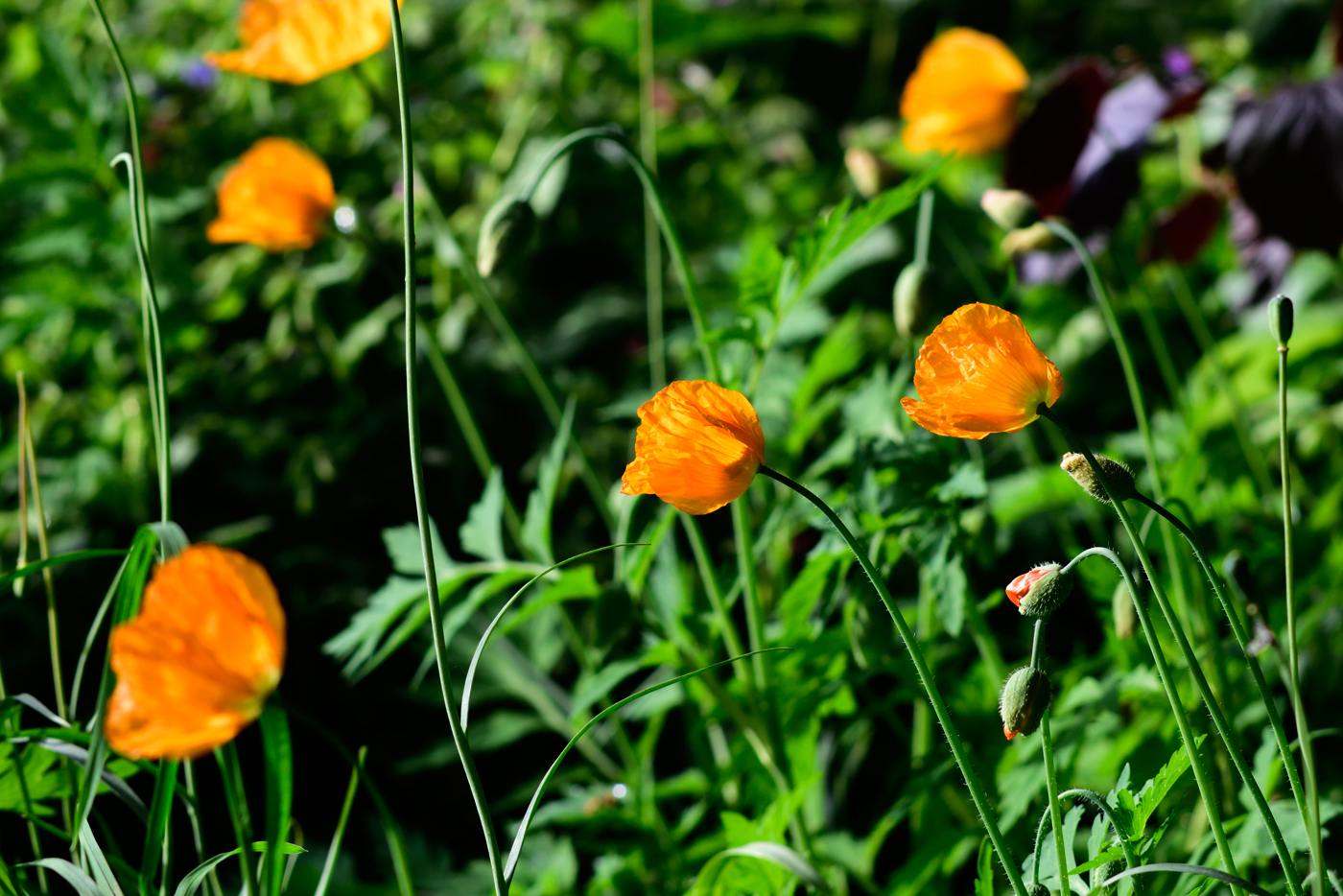 Papaver cambricum