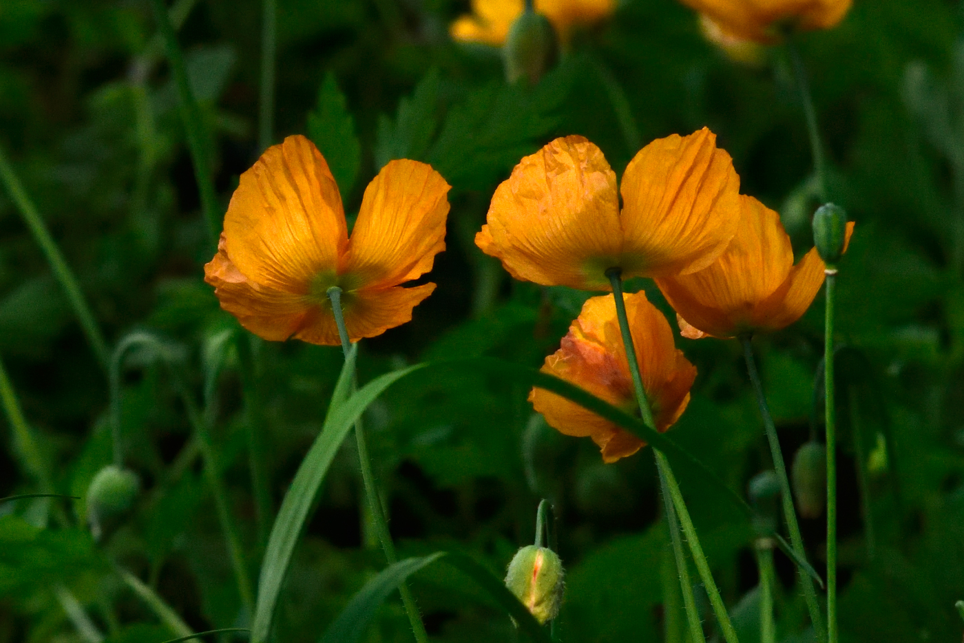 Papaver cambricum im Wind