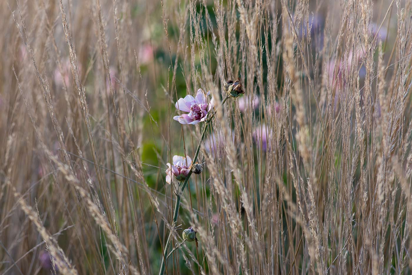 ×Alcalthaea suffrutescens 'Parkfrieden' in Calamagrostis acutiflora 'Karl Foerster' ×Alcalthaea suffrutescens 'Parkfrieden' in Calamagrostis acutiflora 'Karl Foerster'