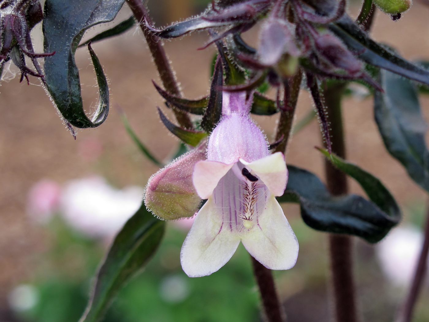 Blütendetail Penstemon digitalis 'Mystica'