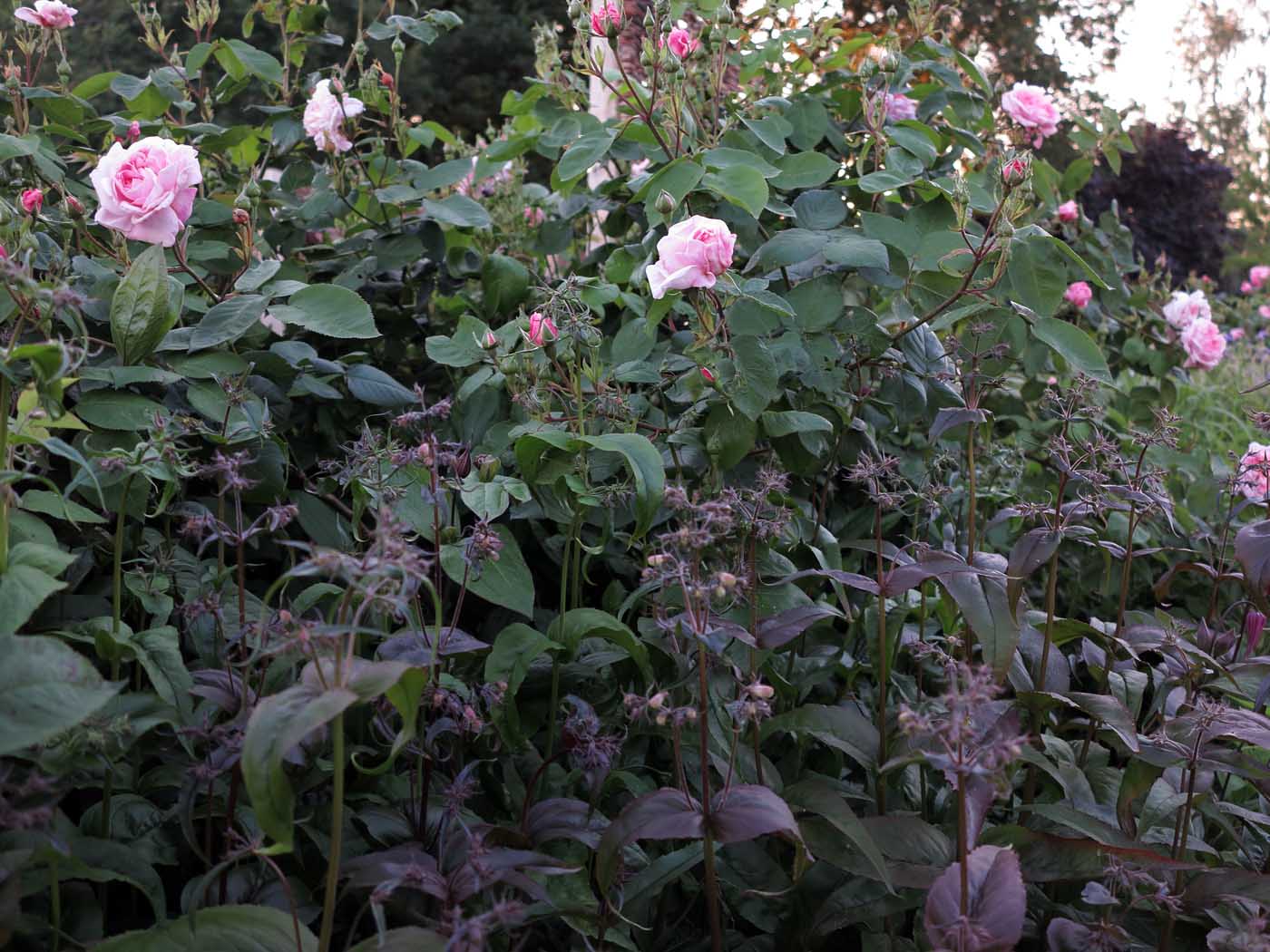 Blütenstand von Penstemon digitalis 'mystica' neben der Rosa 'Fantin Latour'