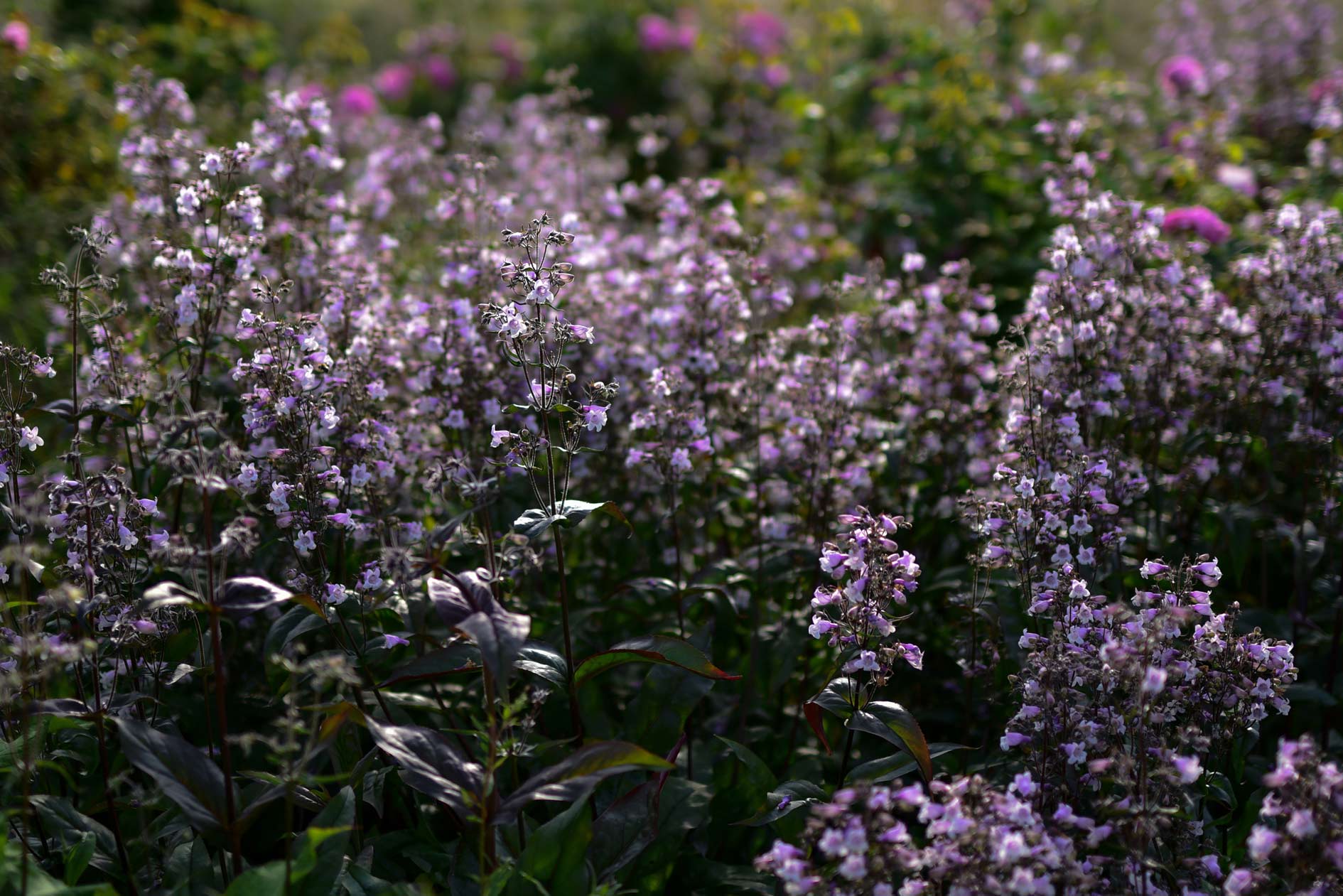 Penstemon digitalis 'Mystica' in voller Blüte