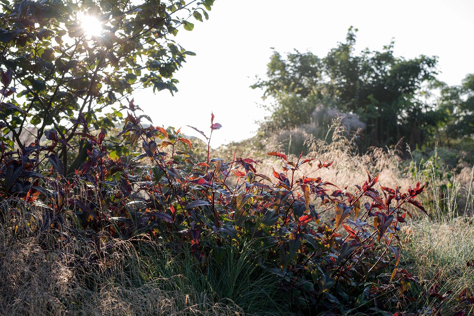 Blüte von Phaenosperma globosa und Leonurus cardiaca